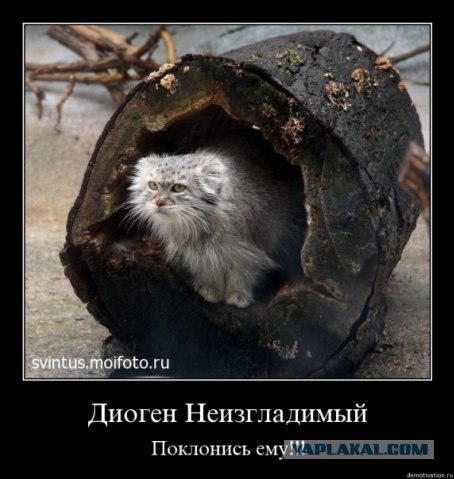 Коты, кошки и котята