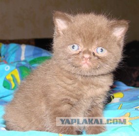 Котовторник 06.12.2011