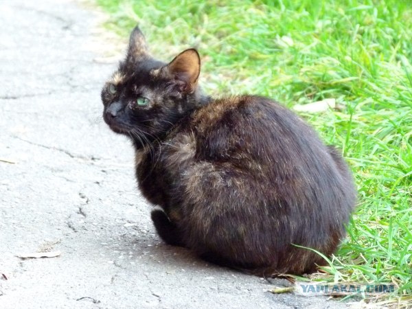 Котовторник ( 23.10. 2012. )