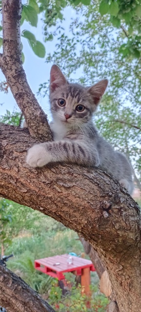 Спасение кота