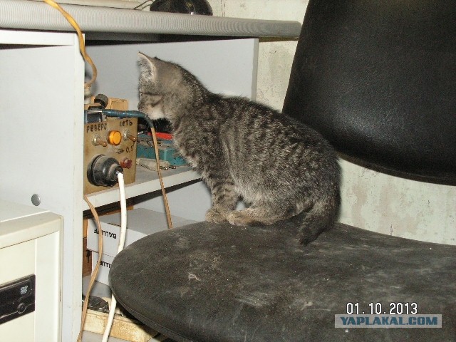 Коты-работяги