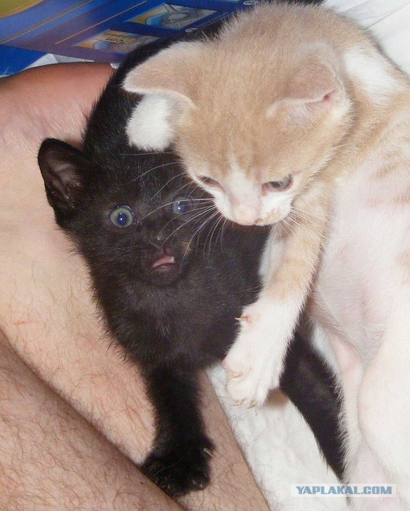 Как мы выкармливали котят.