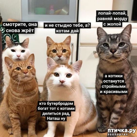 Найди себе уже мужика, Наташа!