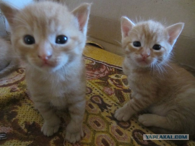 Плоды толерантности