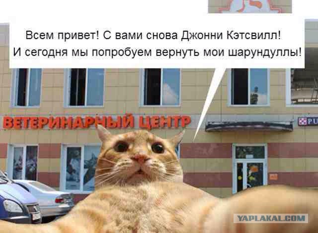 Этот кот - живое воплощение печали