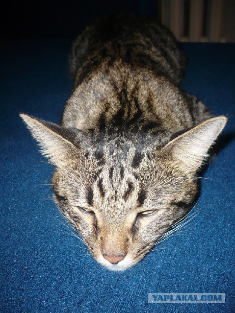 Котовторник 01.04.2014