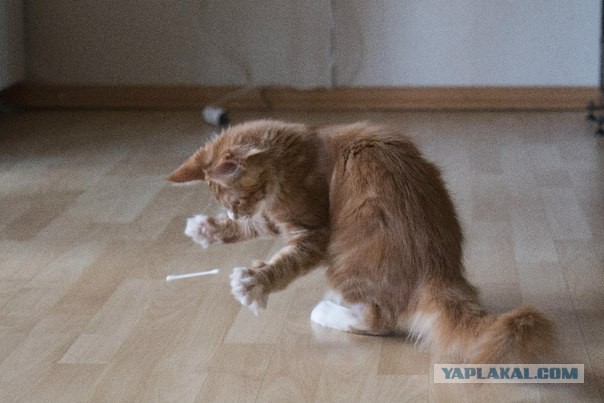 Котовторник  08.04.2014