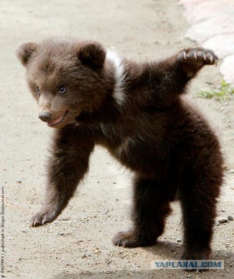 Так выглядит новорожденный медведь