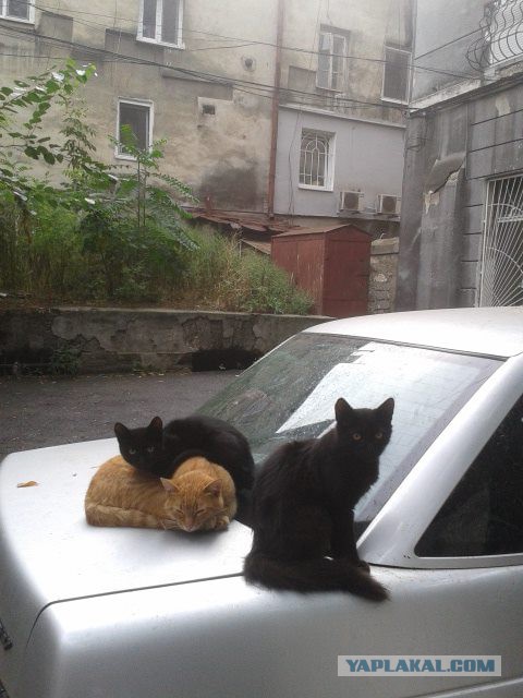 Котовторник  21.07.2015