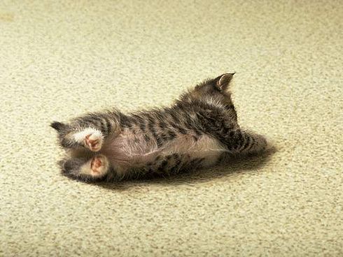 Коты, кошки, котята