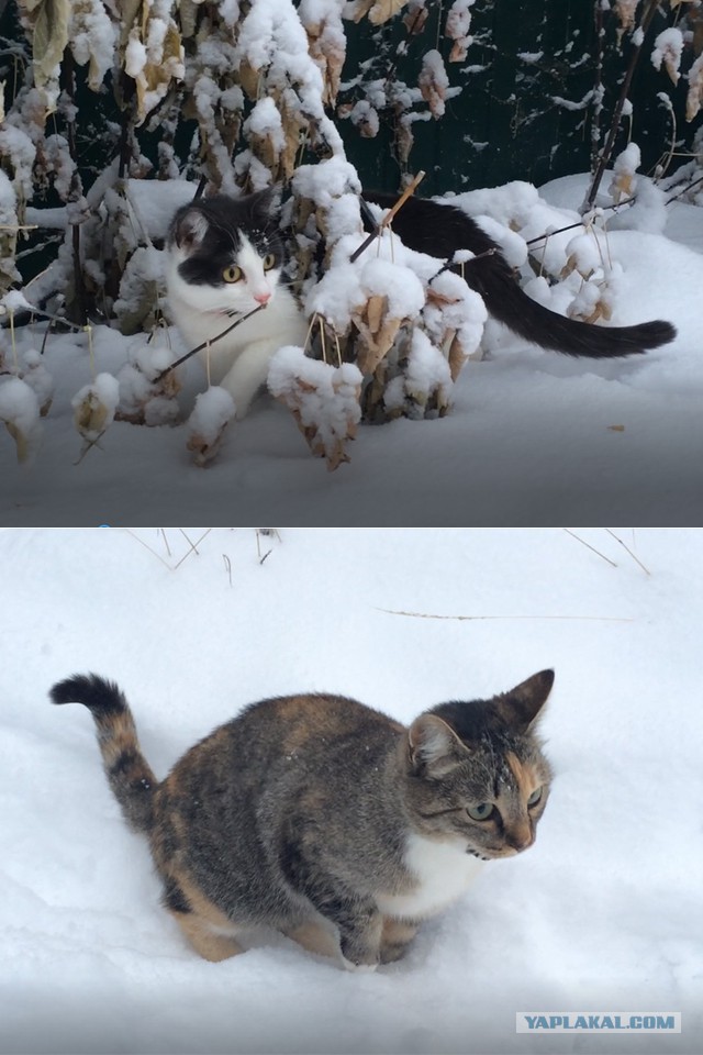 А вы уже открыли сезон кидания котов в снег?