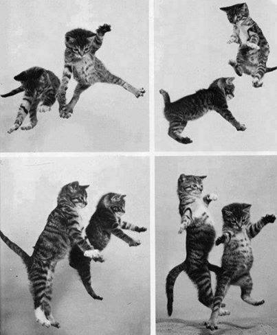 Коты из сети