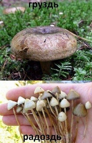 Клуб дуэлянтов, крови и зрелищ