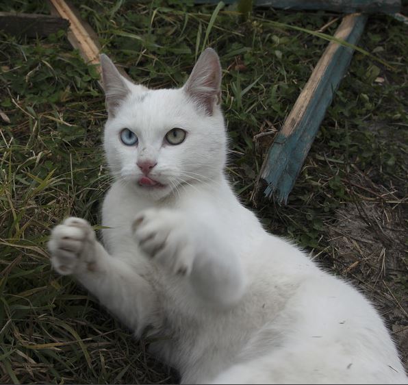 Коты и Кошки