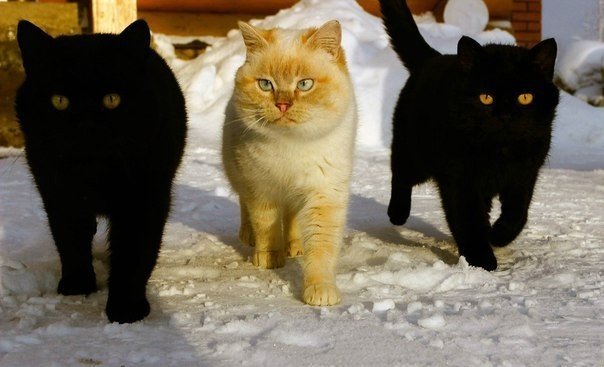 Коты и Кошки