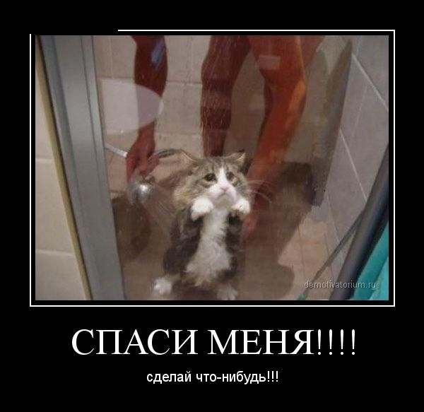 Тридцать причин обменять жену на котейку.
