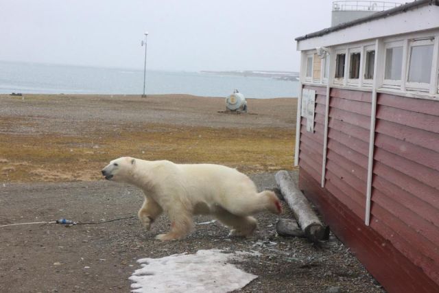 Белый медведь влез на склад с алкоголем и шоколадом в гостинице на острове Шпицберген