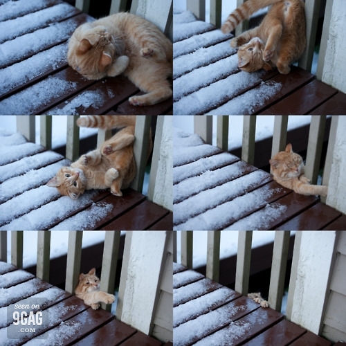 Кот - акробат