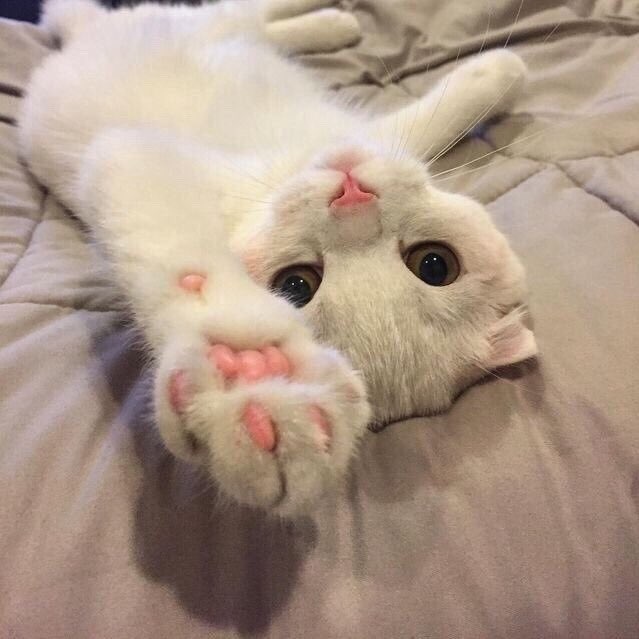 Немного милоты