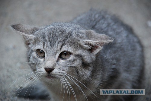 Котовторник 06.12.2011