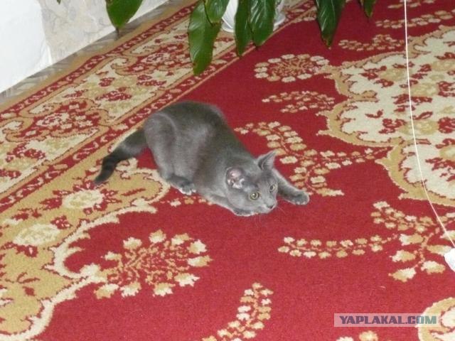 Котовторник ( 23.10. 2012. )