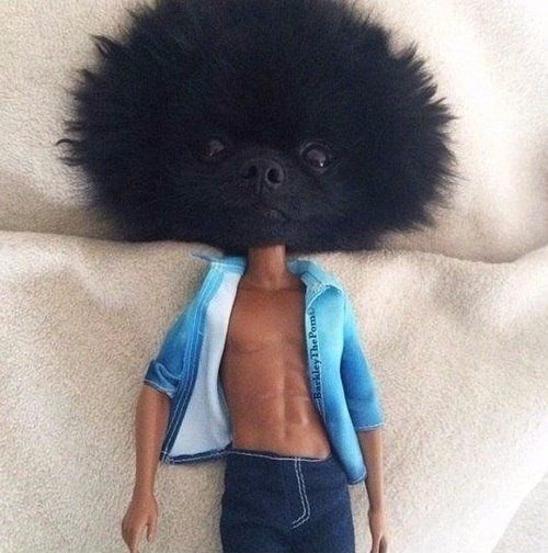 Милые животные. Мимиметр сломался