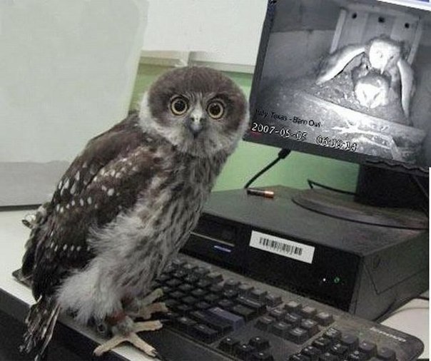 Чеши меня полностью!