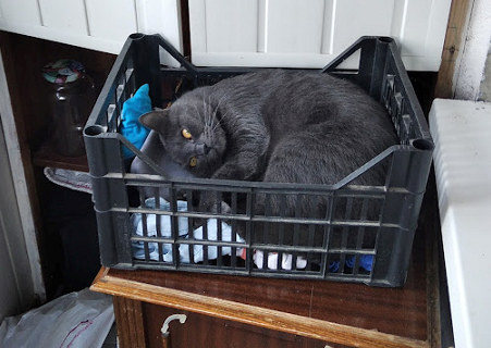 Котовторнику быть