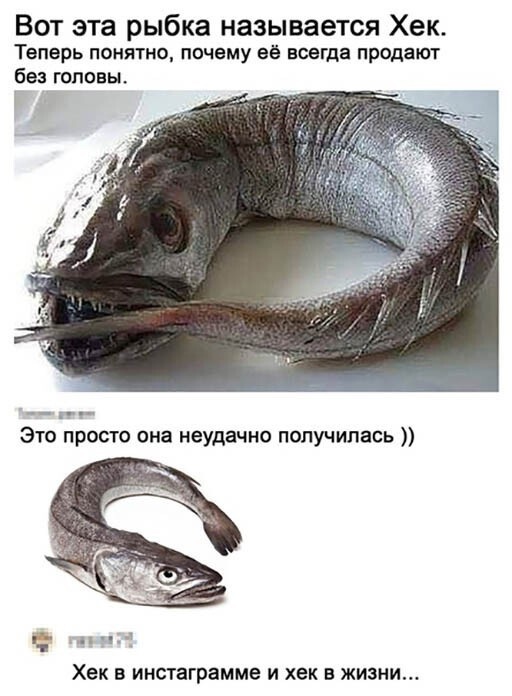 Рыба хек фото с головой как выглядит