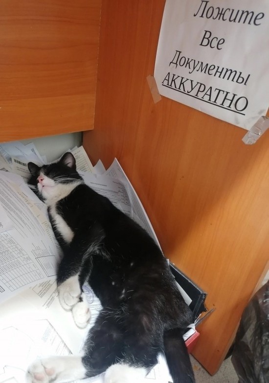 Юмор в картинках и без