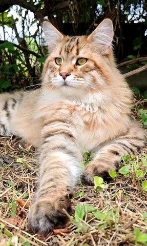 Котовторник