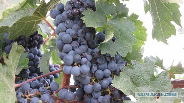 Крым: Судак и окрестности