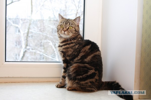 Котовторник  10.12.2013