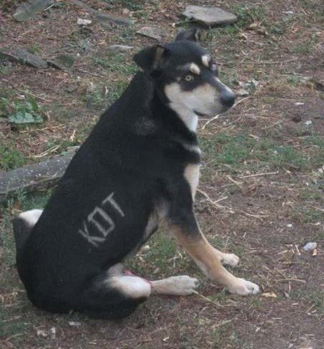 Тема для юмора