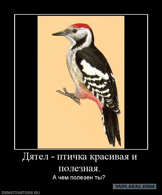 Очередная "парковочная илита"