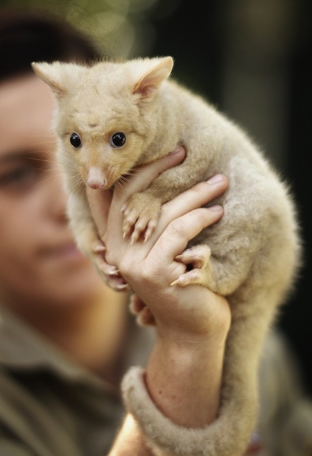 Самые страшные и смертоносные животные Австралии