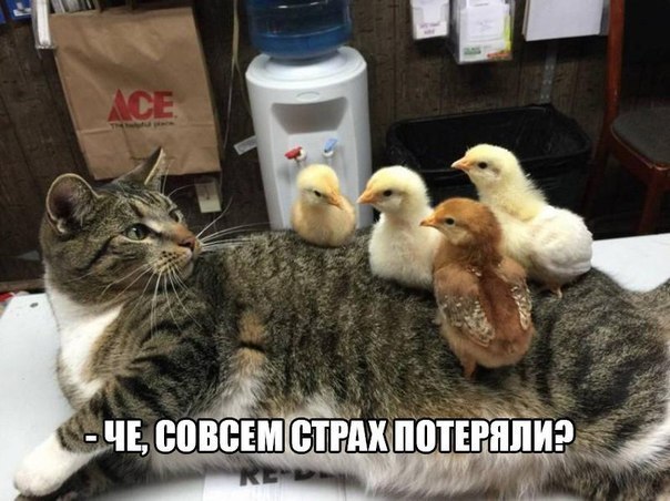 Мохнатые беспредельщики