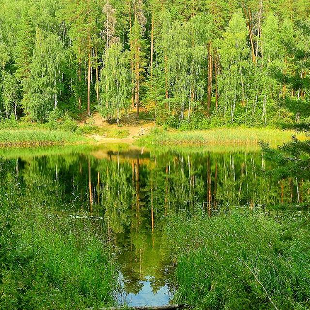 Куриные грудки по-китайски. Вок.