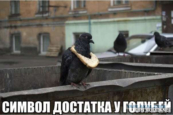 Поймал голубей-воришек у себя в квартире
