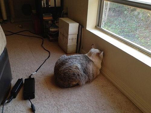 Коты и Кошки