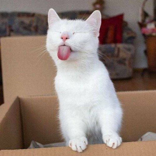 Коты и Кошки