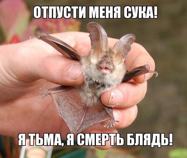 В поисках идеала