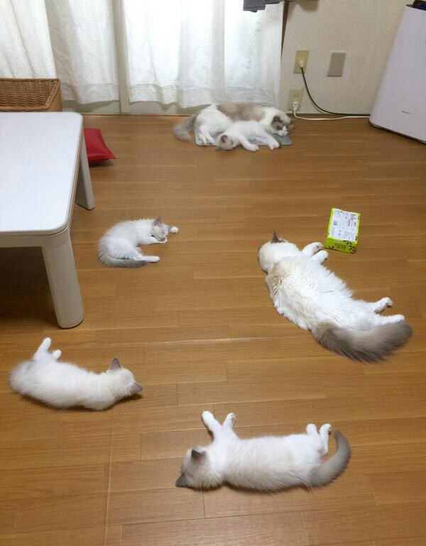 Коты и Кошки