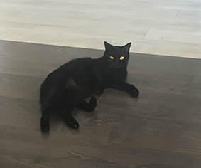 Котовторник  14.11.2017