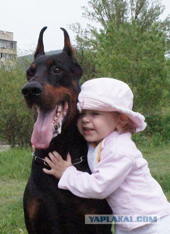 В ответ на всех споров про собак