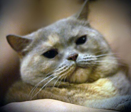 Котовторник 02.01.2018