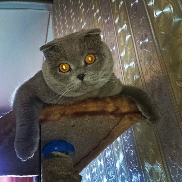 Живность из сети