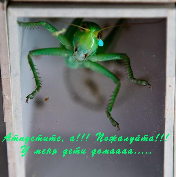 Шанхай, птичий рынок и бойцовские тараканы