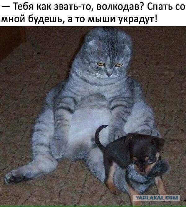 Анекдоты, соц-сети и картинки с надписями
