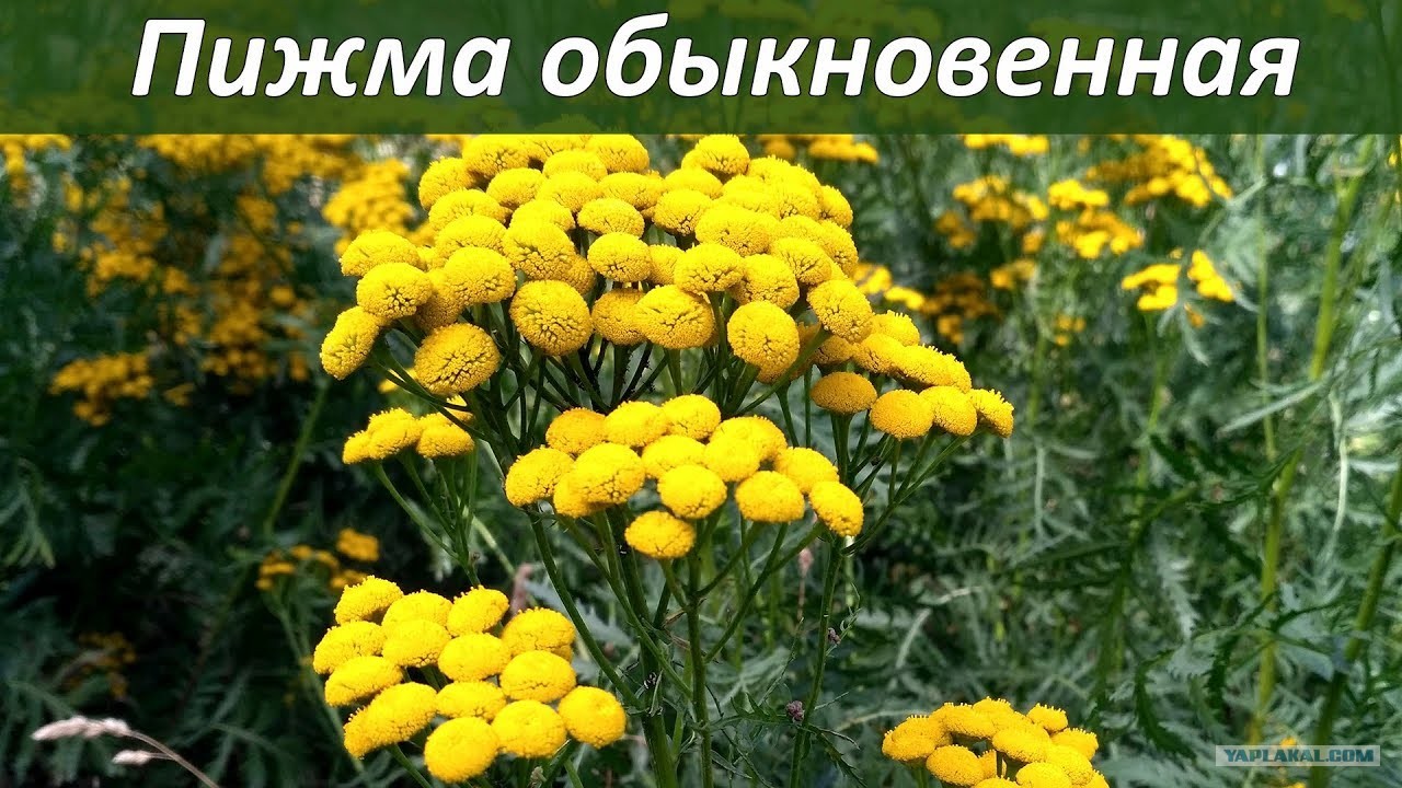 Пижма Девичья Купить Семена